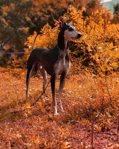 fondos de pantalla plant, dog
