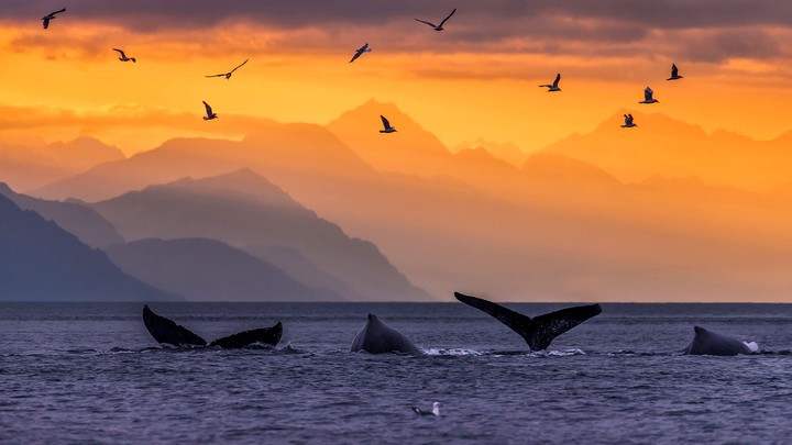 Free as Dolphins <3