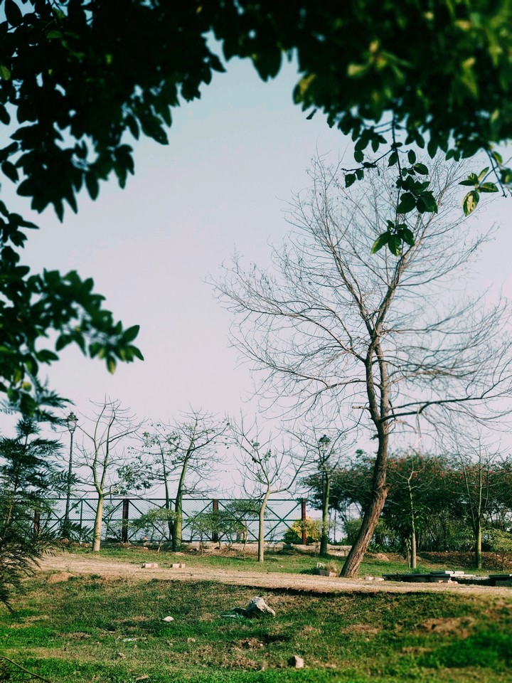 the green