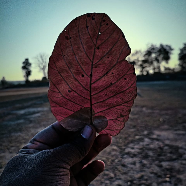 dry