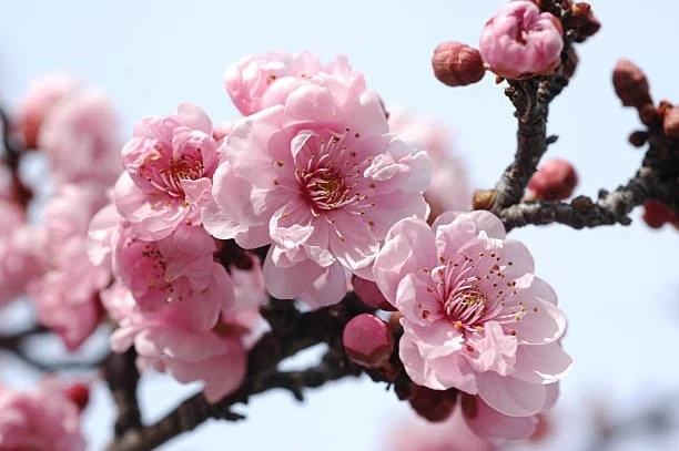 double-layered pink plum blossoms