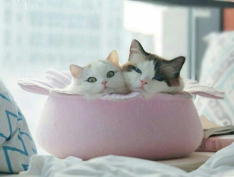 шпалери whiskers, carnivoran