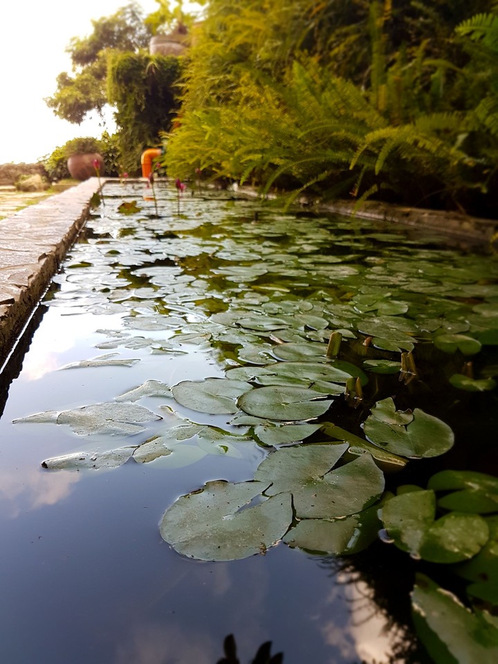 pond