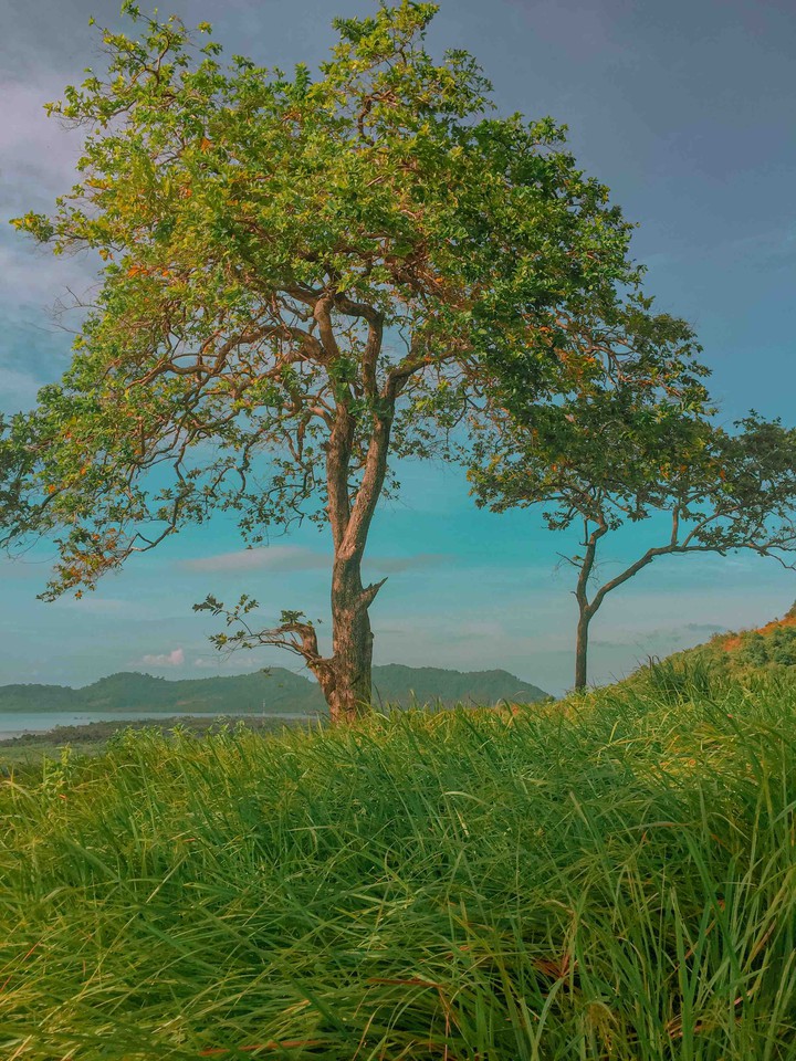 Trees on the hill