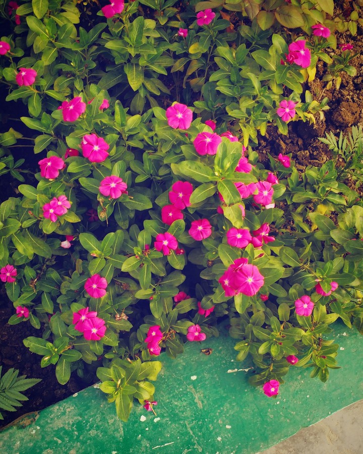 flower