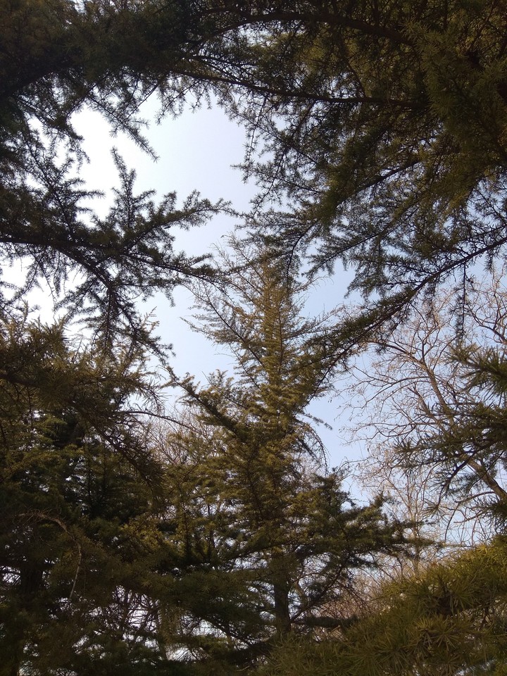 Trees 