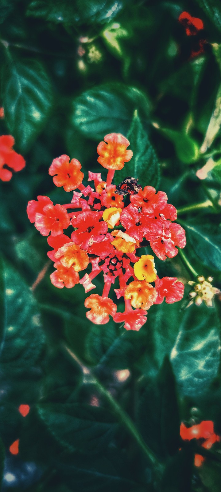 wild flowers