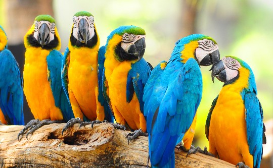 Parrots