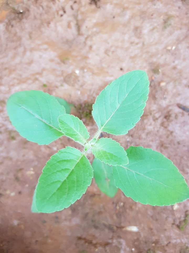 Plant