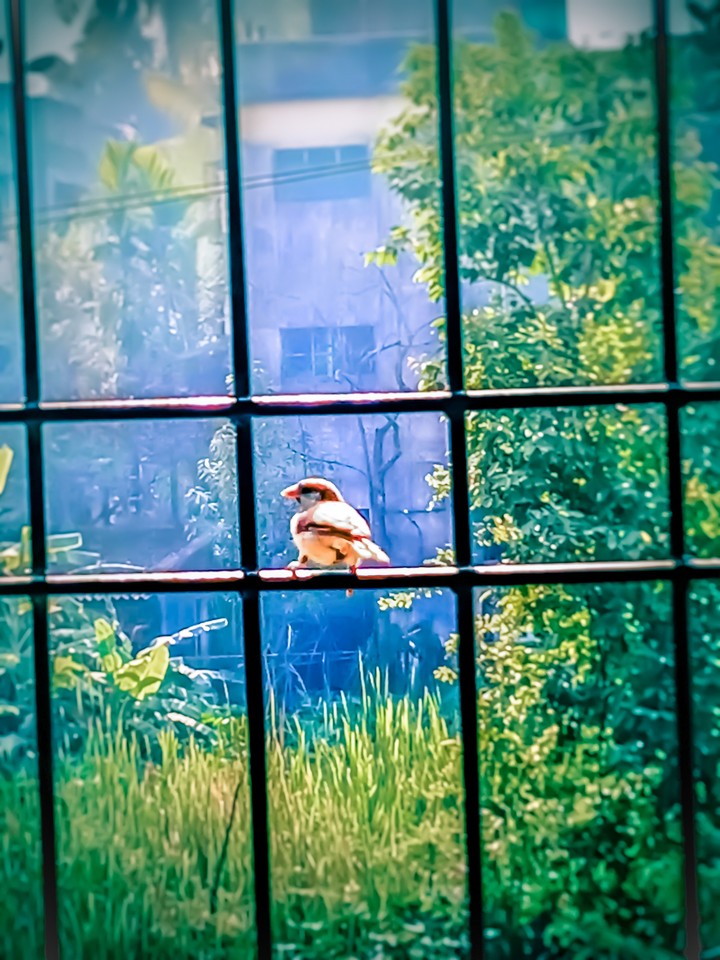 small sparrow in home window