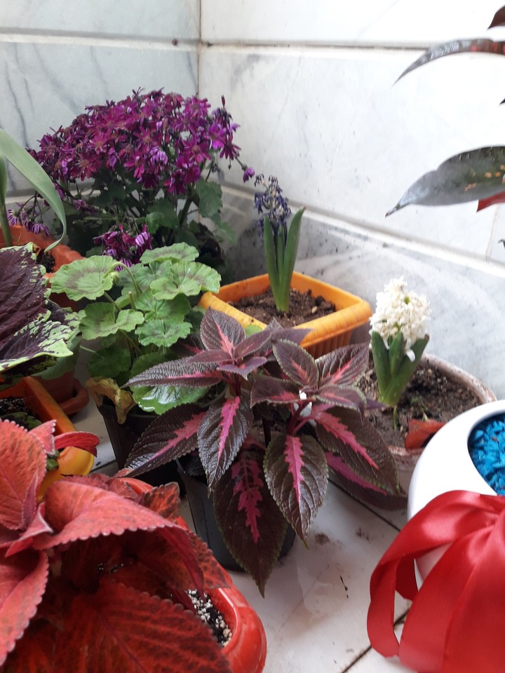 My lovely little  garden, The balcony of my apartment.
