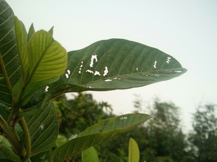 leaf
