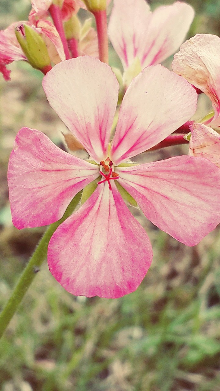 flower