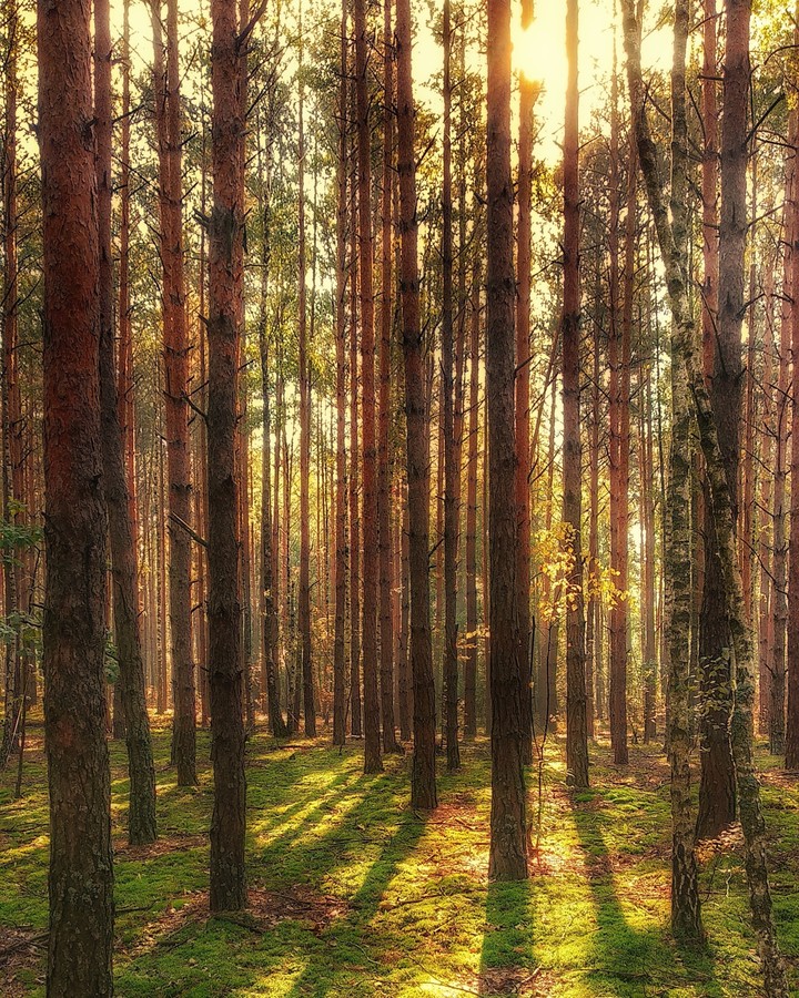 A day in the forest