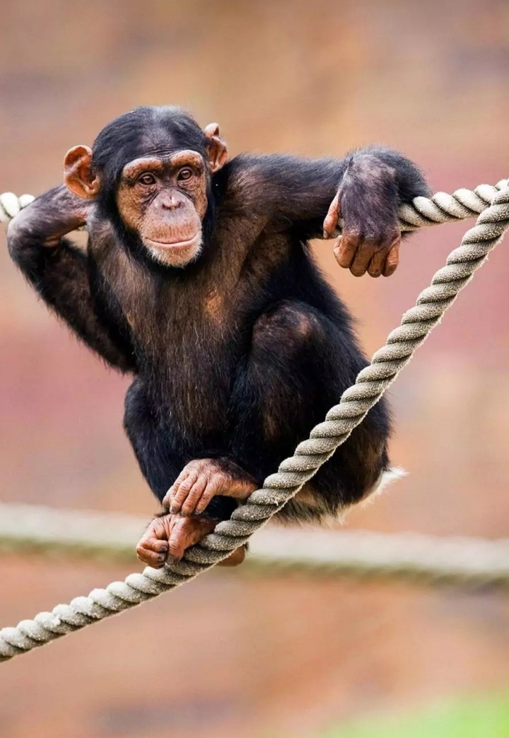 playful chimpanzee