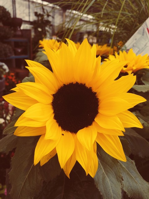tournesol