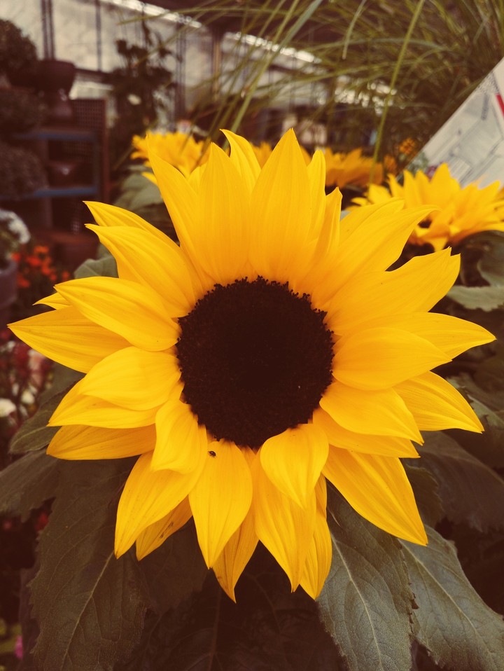 tournesol 