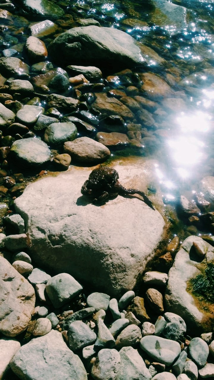 River and Frog