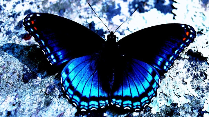 butterfly