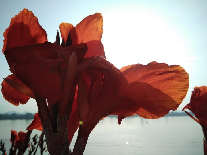 Canna lilly.