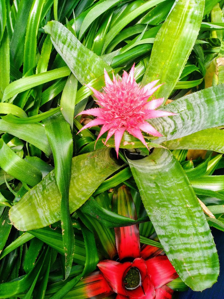 Jardín Botánico