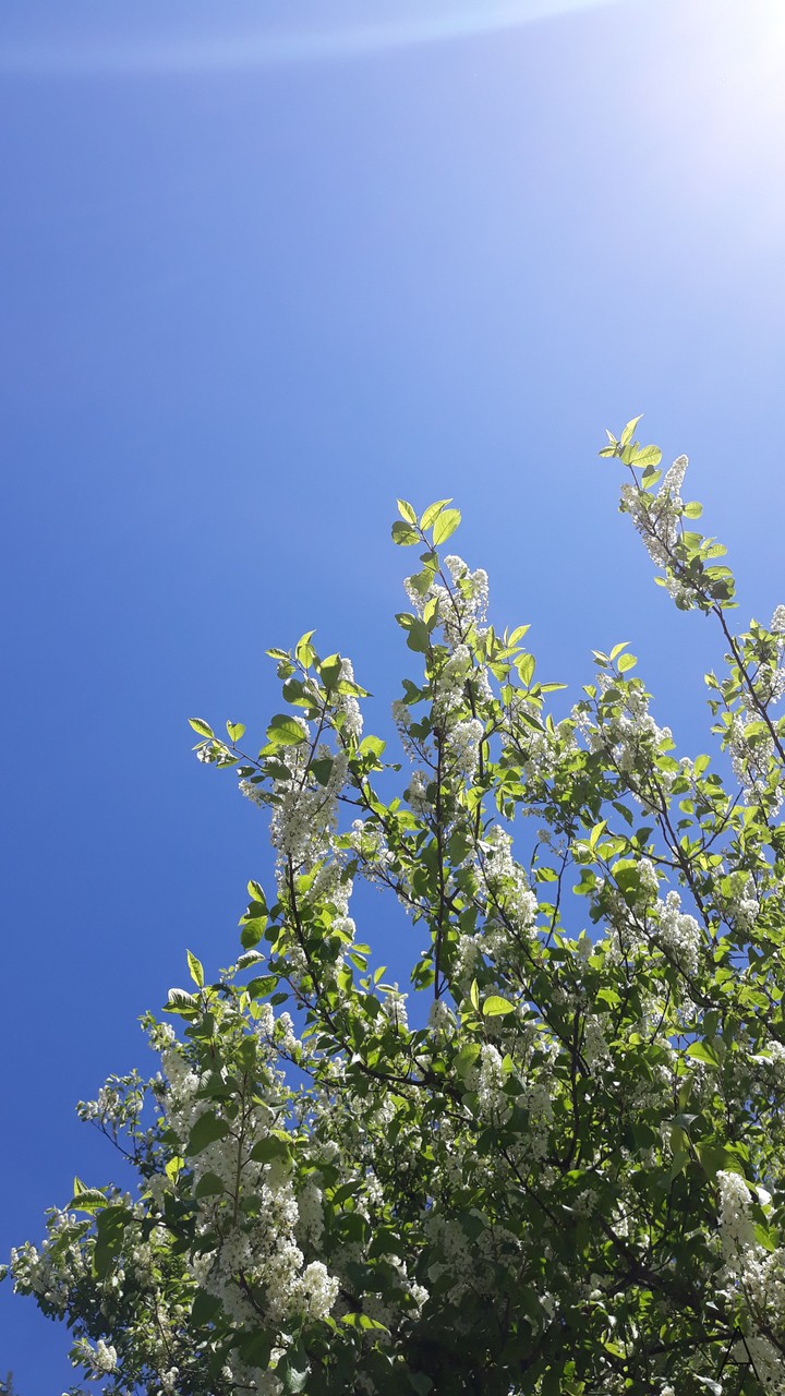 Blossom