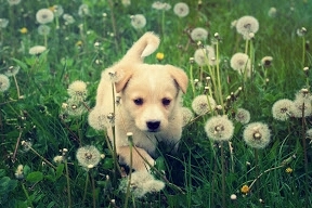 little dog