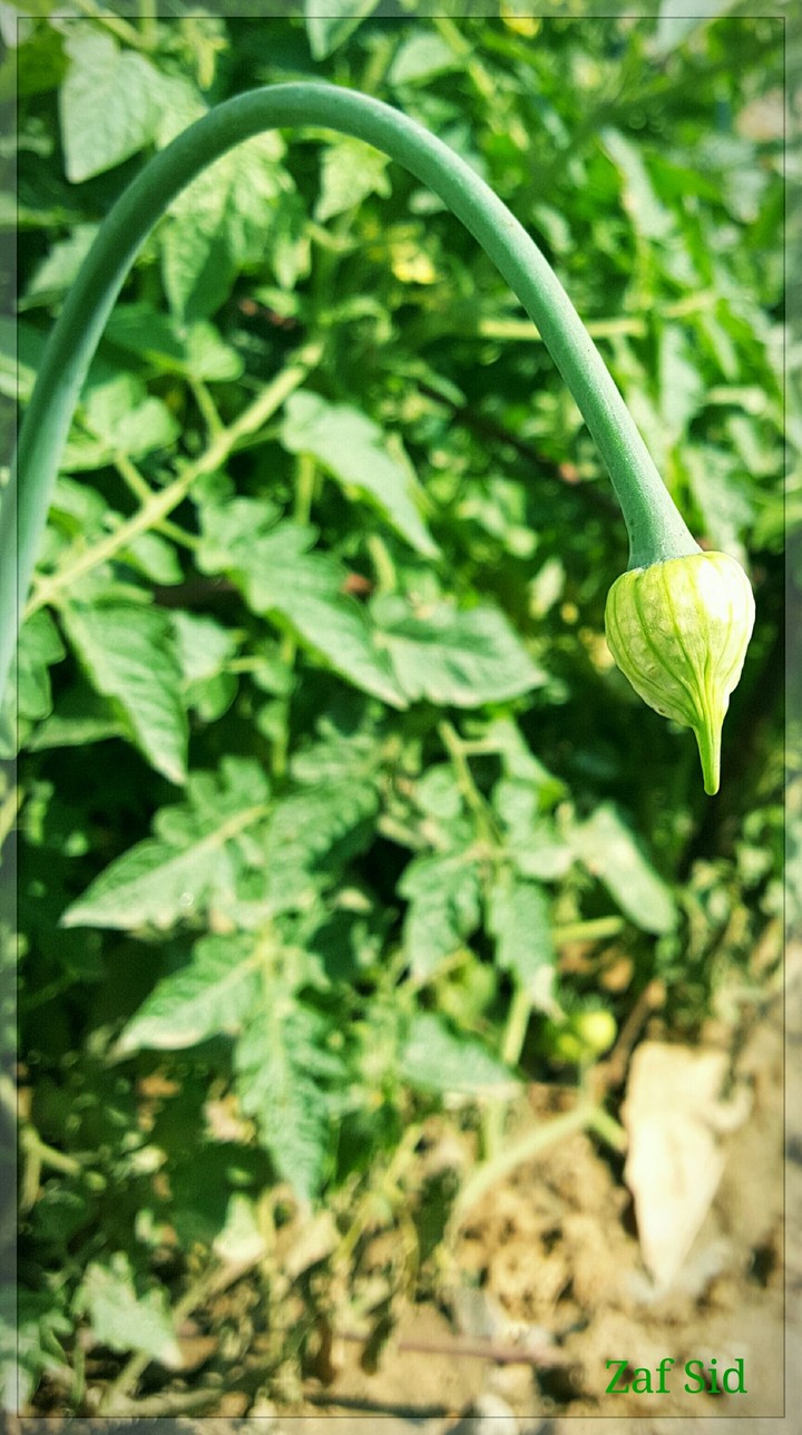 Onion Flower