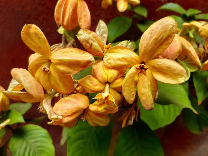 #flowers