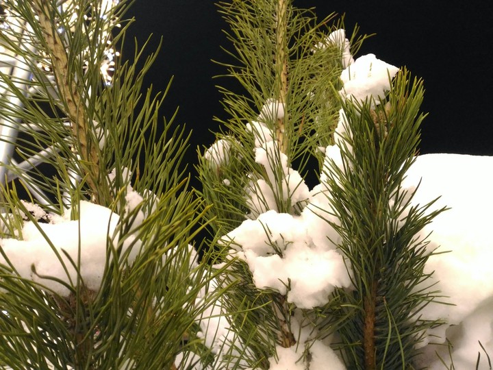 Snow and night