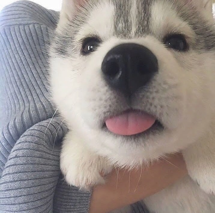 wolf