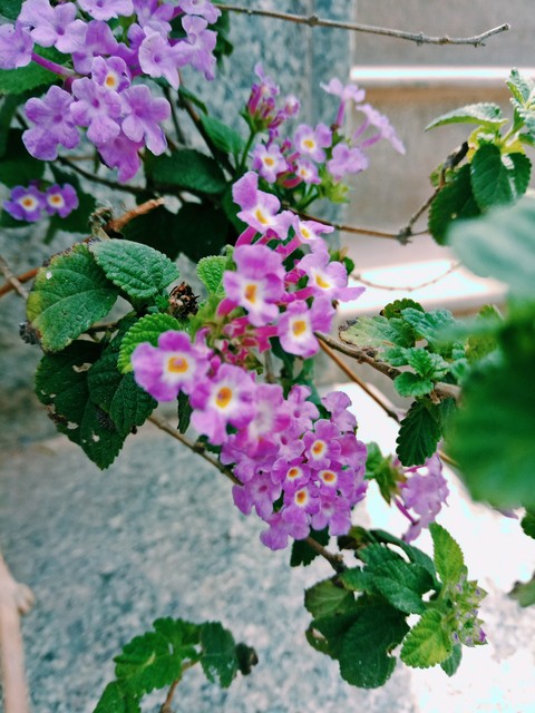 lavender color
