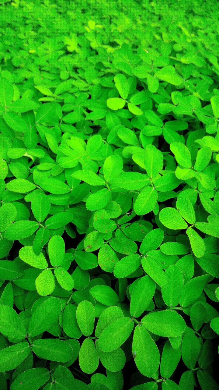 natureza