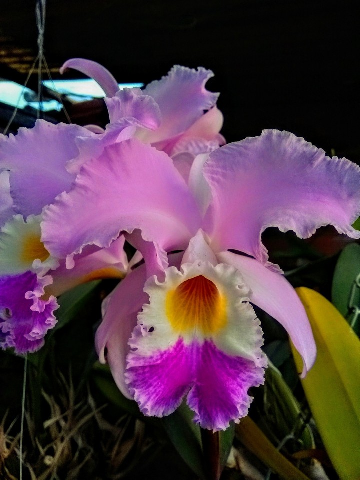 Orquídea, cattleya.