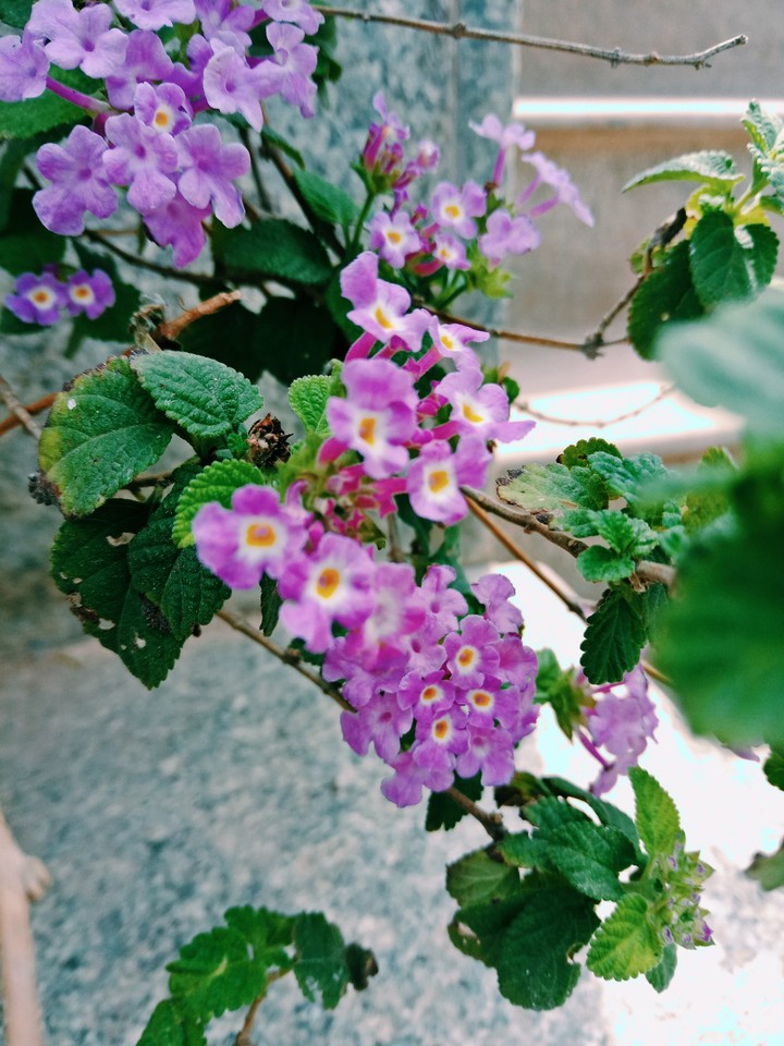lavender color