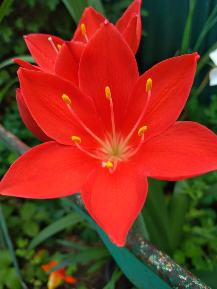 red