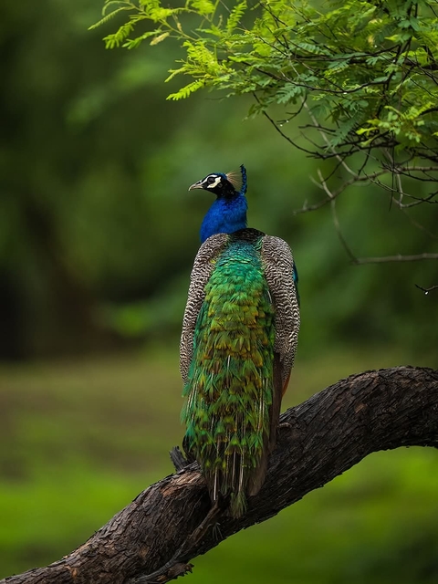 Ranthambore National Park, Zone 6 — Rajasthan, India