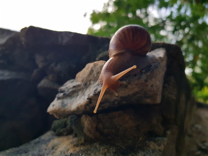 Snail