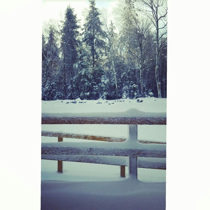 Snowy Fences