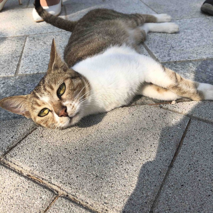 고달픈 길냥이
