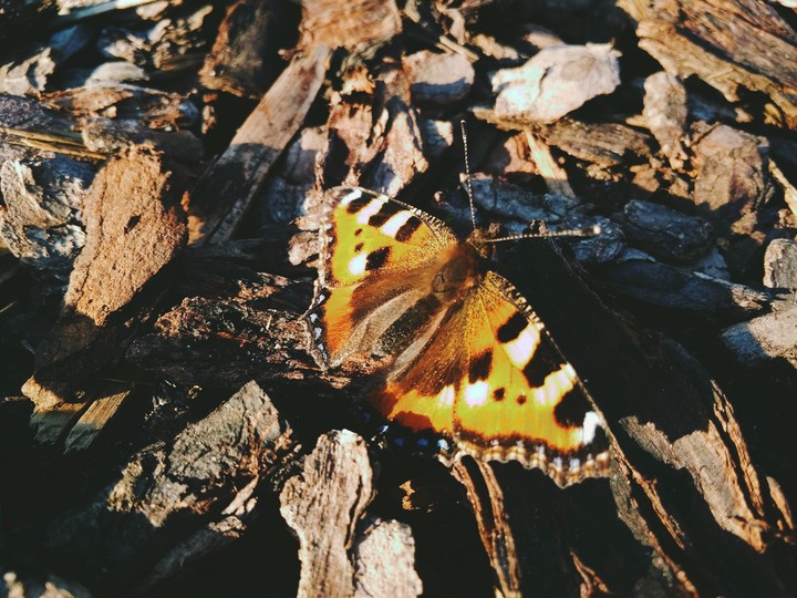 baterfly
