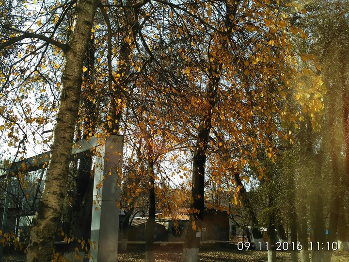 #tree#autumn
