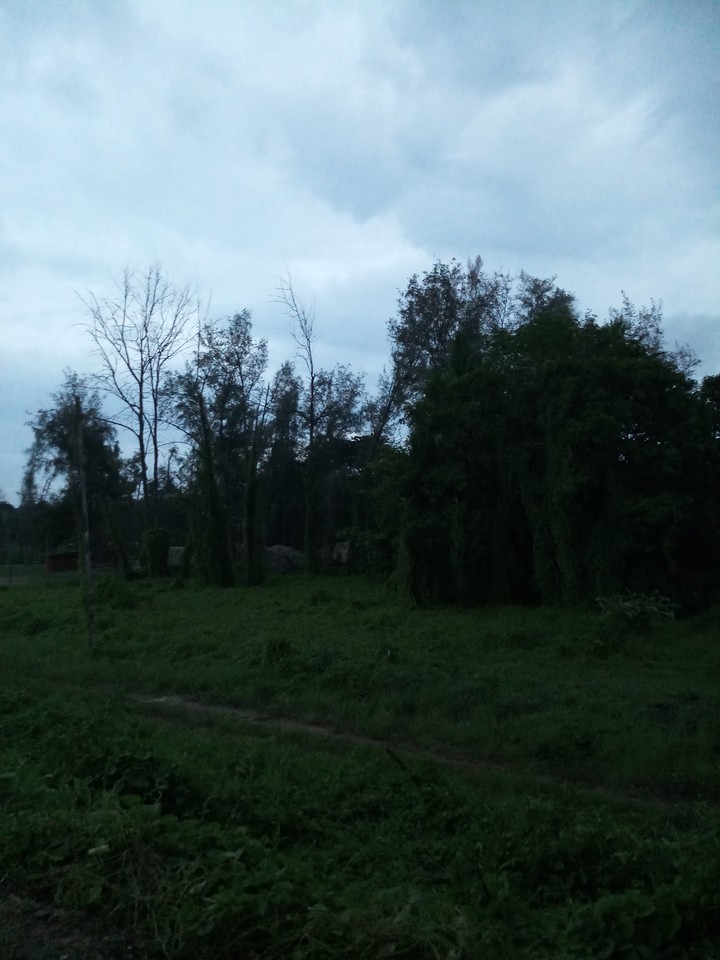 Nature