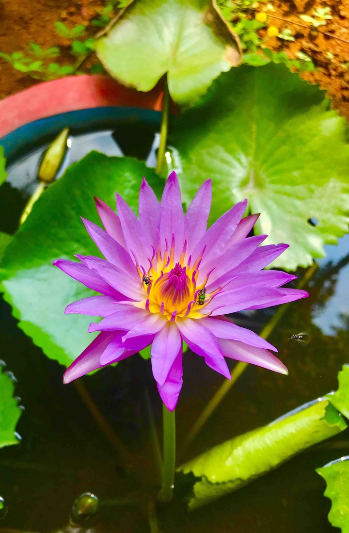 waterlily