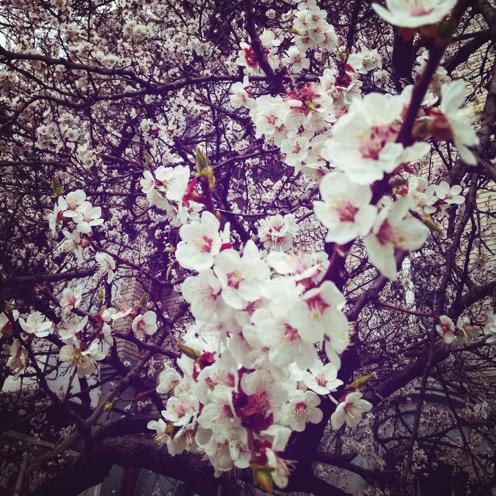 spring flowers