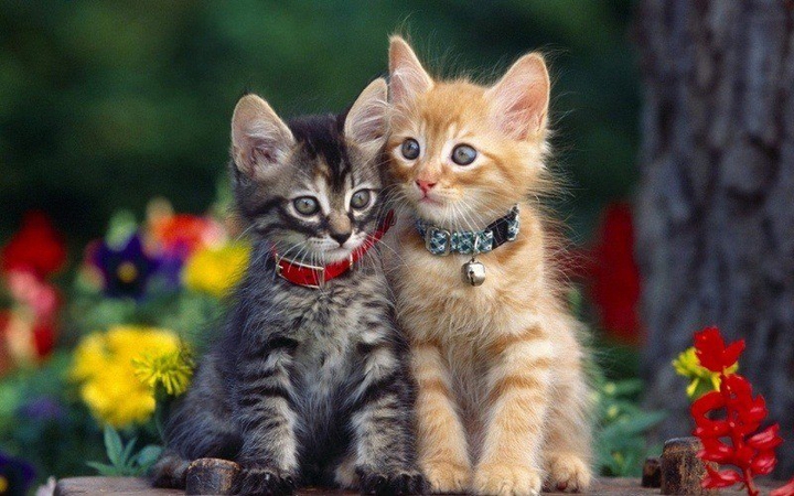 heureuse famille