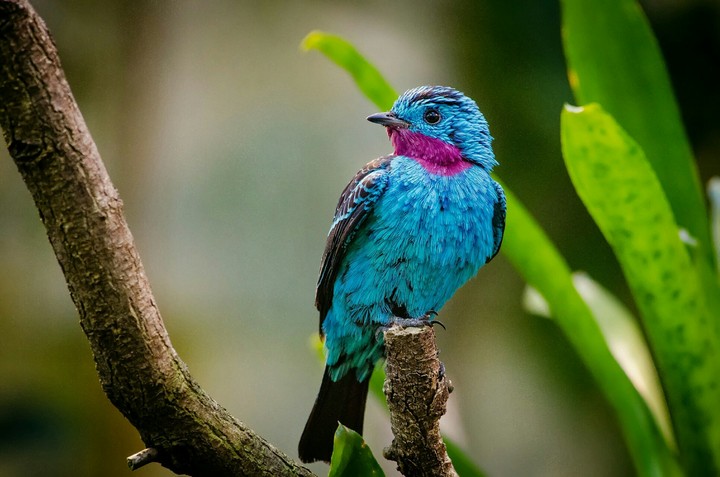 bird