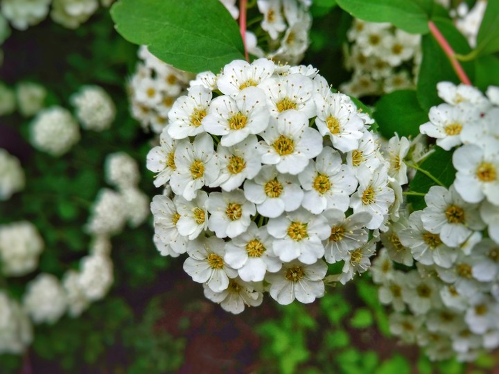 Fliwers 2