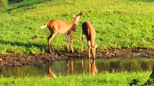 baby deer twins