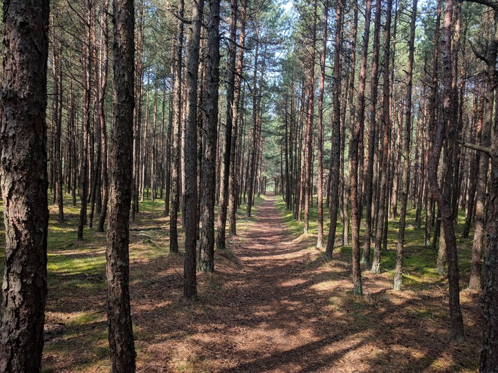 Forest